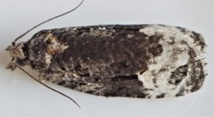 Apotomis capreana