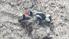 Darditilla amabilis