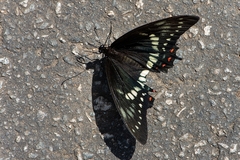 Papilio cleotas