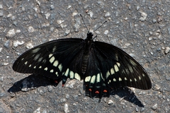 Papilio cleotas