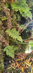 Hymenophyllum plicatum