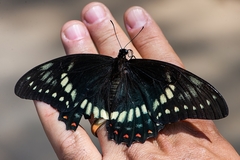 Papilio cleotas