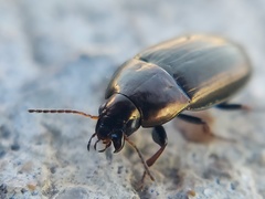 Amara