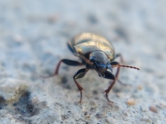 Amara
