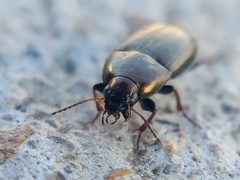Amara