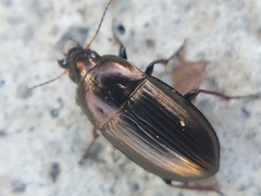 Amara