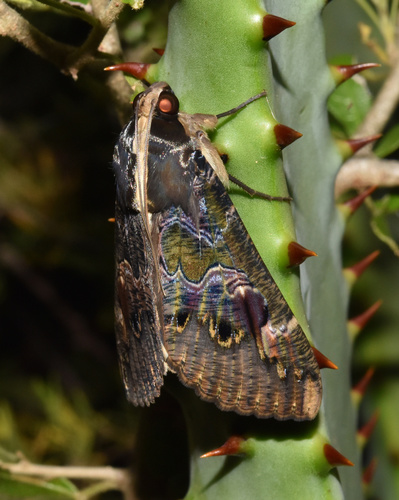 Sundowner moth