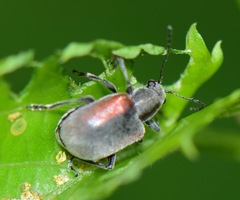 Neofidia humeralis