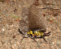 Cymatomera denticollis