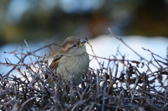 Passer domesticus