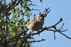 Rhynchospiza strigiceps