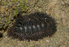 Acanthopleura spinosa