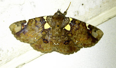 Antiblemma albipunctata