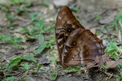 Morpho hercules