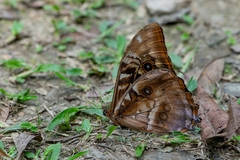 Morpho hercules
