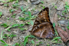 Morpho hercules
