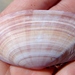 Convex Pink Sunset Clam - Photo (c) lisa_bennett, some rights reserved (CC BY), uploaded by Lisa Bennett