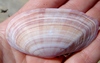 Convex Pink Sunset Clam - Photo (c) Lisa Bennett, some rights reserved (CC BY), uploaded by Lisa Bennett