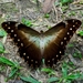Morphos - Photo (c) Luciano Bernardes, some rights reserved (CC BY-NC), uploaded by Luciano Bernardes