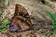 Morpho hercules