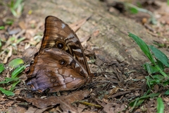 Morpho hercules