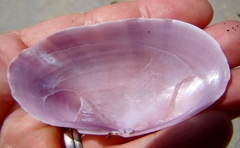 Gari convexa