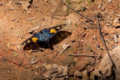 Phocides pialia