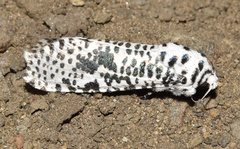 Azygophleps leopardina