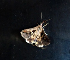 Melipotis bisinuata