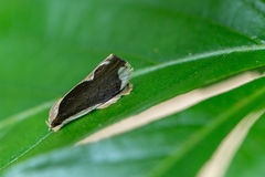 Stenoma adytodes