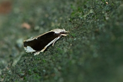 Stenoma adytodes