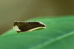Stenoma adytodes