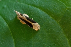 Stenoma adytodes