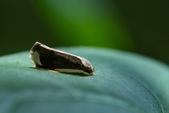 Stenoma adytodes