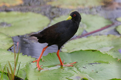 Black Crake photo 2