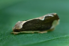 Stenoma adytodes