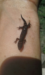 Lepidoblepharis