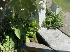 Zantedeschia aethiopica