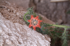 Caiophora chuquitensis