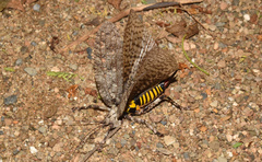 Cymatomera denticollis