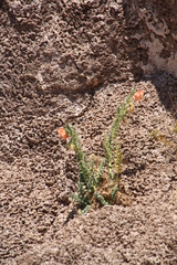 Caiophora chuquitensis