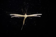 Pterophorus innotatalis