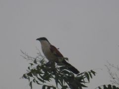 Centropus senegalensis