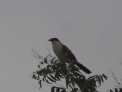 Centropus senegalensis