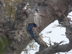 Phoeniculus purpureus