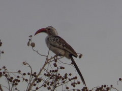 Tockus erythrorhynchus