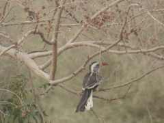 Tockus erythrorhynchus