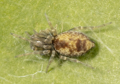 Dictyna volucripes
