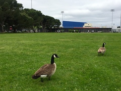 Branta canadensis