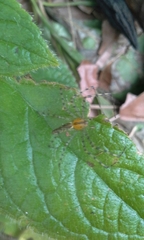 Peucetia rubrolineata